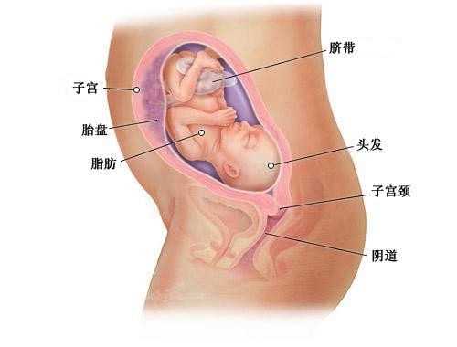 勃利代孕选男女_试管婴儿中的超长方案是什么样的(试管所说的短方案长方案是