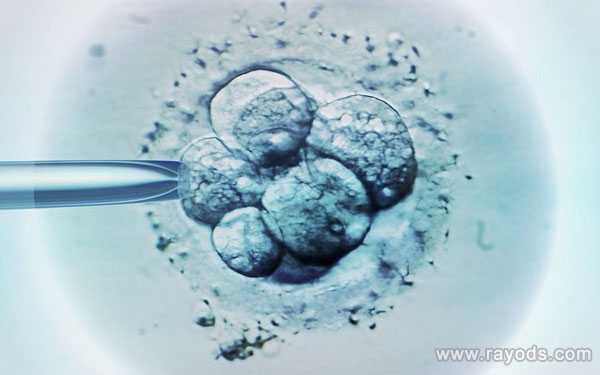 胚胎发育空化不全_纵膈子宫怀孕_柬埔寨金边第一试管婴儿诊所哪个医生做试管