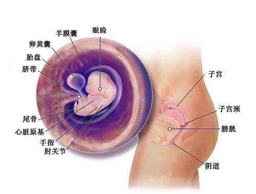安徽供卵家庭_北京试管婴儿医院哪家好  胚胎移植后怎么吃